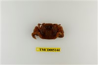 藏品(字紋弓蟹)的圖片